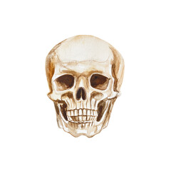 Human skull, front view. Hand drawn watercolor illustration in vintage style isolated on white...
