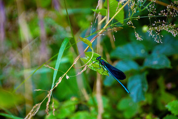 Blue dragonfly in the garden