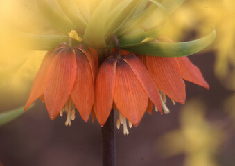 fritillaire in flowers