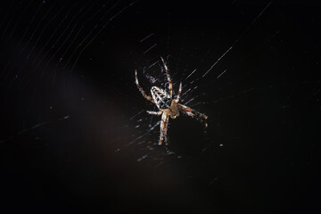 Spider centered in its web against a dark background