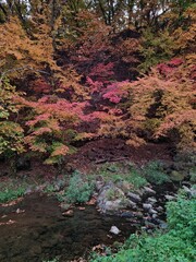 Fototapeta premium 단풍과 계곡