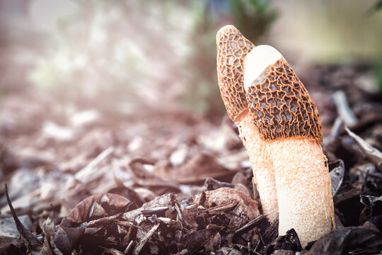 netted stinkhorn (Phallus duplicatus) fungus, growing in decomposing moist rainforest mulch, Bunya Mountains, Queensland