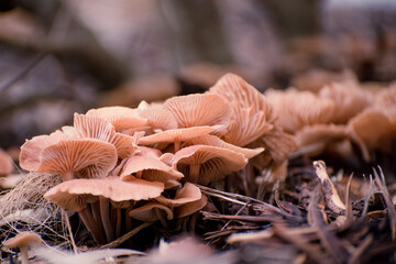 mushrooms, Tubaria furfuracea, scurfy twiglet, agaric fungus, cluster on decomposing rotting wood,...