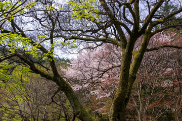 The beautiful spring color at Donghaksa temple.