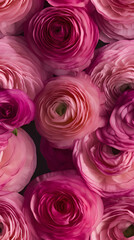 beautiful pink ranunculus flowers as a background, top view