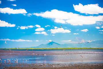 Blue skies at "Morazán" port, "Real" estuary. Volcanoes in the horizon. Seagulls over a lake. Nicaragua, Central America. Beautiful tropical landscape. Precious Natural resources. Adventure tourism.