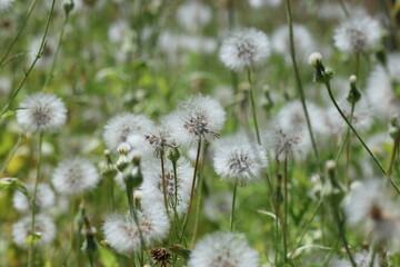 dandelion in the grass