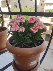 flowers in pots