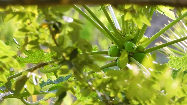 Birdwatching saltator Olive grey bird eats at papaya green tree fruits flowers in closeup flying, wind waving background