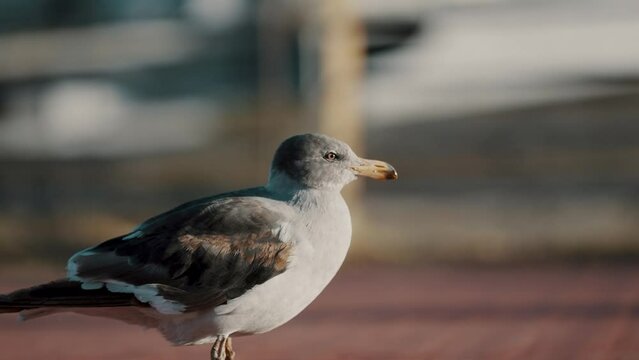Dolphin Gull Walking On A Breezy Day In Tierra del Fuego, Argentina. - close up shot