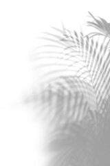 Shadow of palm leaves design element