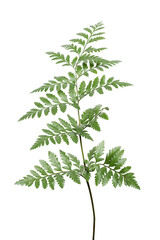 Green leatherleaf fern design element