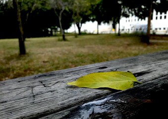 green leaf on an old wooden table with a blurred green grass background with great bokeh effect