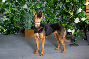 Old German Shepherd dog, a herding breed, standing in front of a wall of leaves