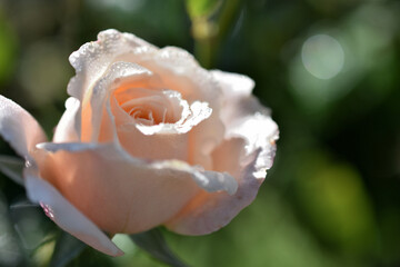 ほのかに色のついた美しいバラの花