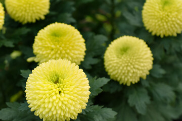 手毬のような黄色い菊の花