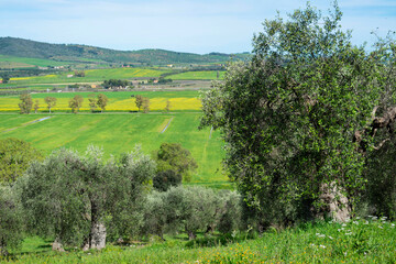 Oliviers sur une colline en Toscane
