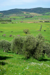 Oliviers sur une colline en Toscane