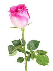 Pink rose flower transparent png