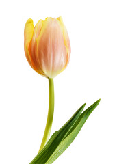 Blooming tulip transparent png