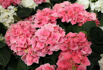 Pink Hydrangeas on Display at the Keukenhof Flower Garden, Netherlands
