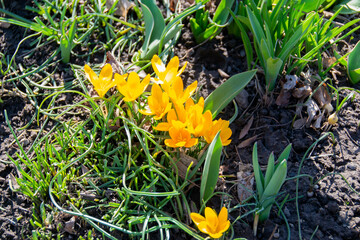 Yellow blooming crocuses flowers, spring flowers growing in garden