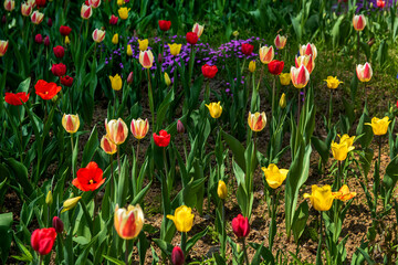 The beautiful and colorful tulip flower in garden.