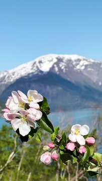 Colorful apple blossoms in full bloom against the background of mountains in an orchard on the village Alvik, Hardanger fjord, Norway. Vertical video