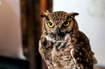 Owl with yellow eyes