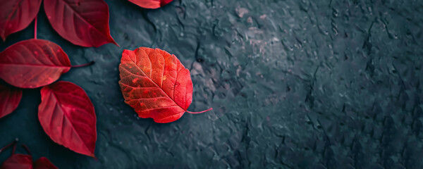 Bright red leaves on a dark background. Autumn banner with copy space.