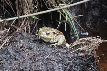 A Common Toad (Bufo bufo)