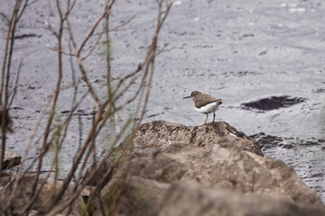 A Common Sandpiper (Actitis hypoleucos) by a lake - obrazy, fototapety, plakaty