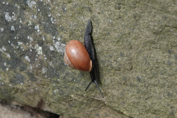 A snail (Cepaea) descending a wall