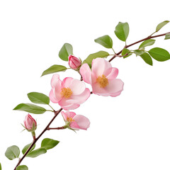 a branch of a dogrose SVG on transparent background