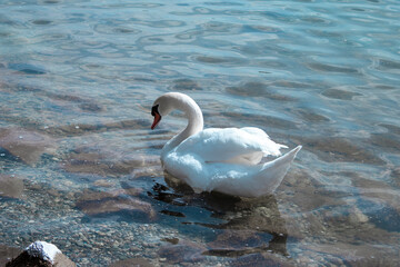 Close-up of a swan swimming in Lake Starnberger See, a lake in the foothills of the Alps at an altitude of 584 m, in Germany