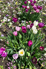 Beautiful tulips. Spring flowers in the flowerbed