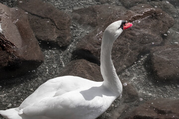 Close-up of a swan swimming in Lake Starnberger See, a lake in the foothills of the Alps