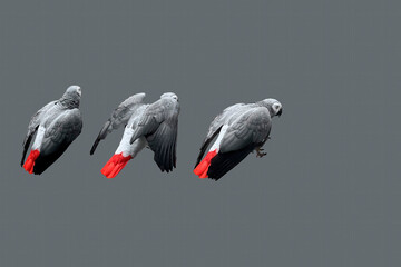 Grey parrot. Isolated on a grey background. Creative banner for advertising