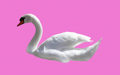 Swan bird isolated on pink background. Beautiful white swan