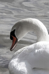 Close-up of a swan swimming in Lake Starnberger See, a lake in the foothills of the Alps