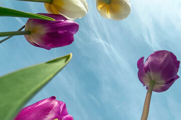 Tulips from below. Large tulips against the sky