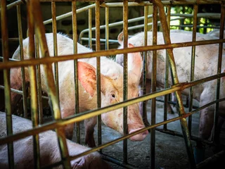 Fotobehang Pig in stable, Pig Breeding farm in swine business in tidy and indoor,dirty pig breed in cage © NARONG