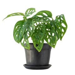 Monstera obliqua in a black pot design element © Rawpixel.com