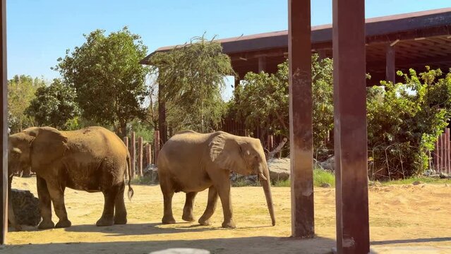 elephant in zoo