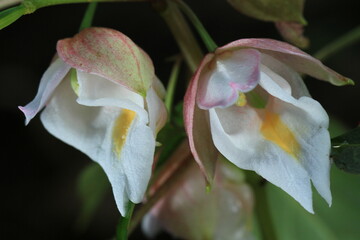 Impatiens kerriae, helmet-like flowers with a yellow center.
This species grows on wet limestone...