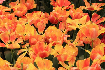 Yellow Orange Paintbrush Tulips at the Keukenhof Flower Garden, Netherlands
