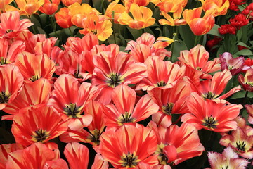 Spryng Break Tulips on Display at the Keukenhof Flower Garden, Netherlands