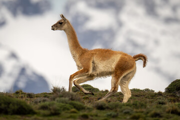 Guanaco runs across ridge with mountains behind