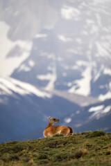 Guanaco lies on grassy hilltop looking back
