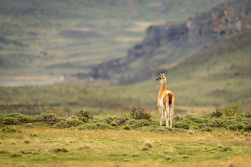 Guanaco stands on bushy ridge turning head